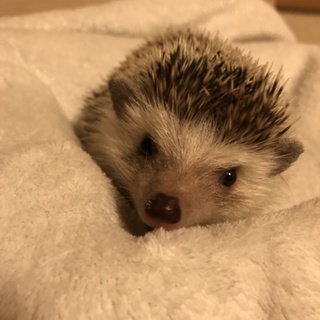 ハリネズミ里親募集