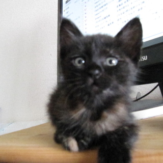 元気いっぱいで、ぐいぐい来る女の子です！