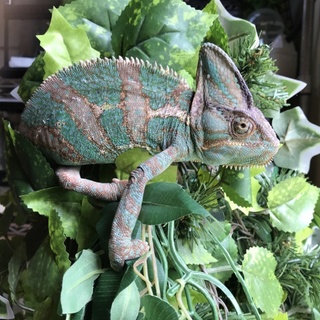 エボシカメレオン里親募集