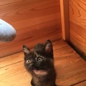 家族にしてください