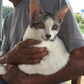 ド級のベッピン猫ちゃん（＾ω＾）3.5ヶ月子猫メス