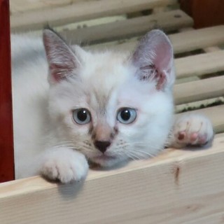 青い目のアイリスちゃん、家族募集中