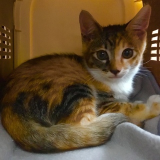 二ヶ月程度の三毛猫ちゃん(雌)