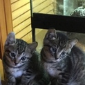 子猫里親募集