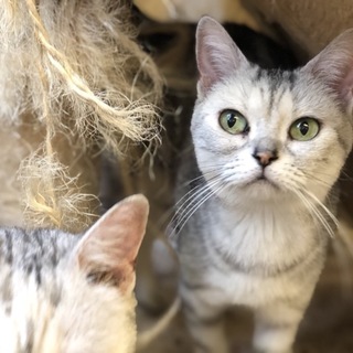 《交渉成立》素敵な飼い主様が見つかりました