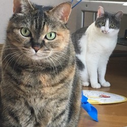 いい写真