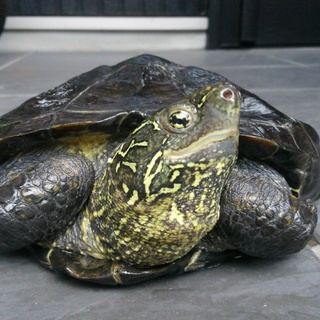 クサガメの里親さんを募集しています