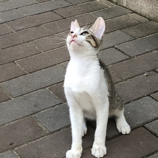 大吾君・超懐こい性格の良い男の子