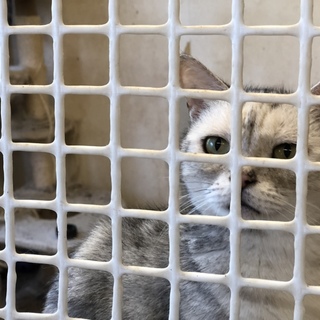 《交渉成立》素敵な飼い主様が見つかりました