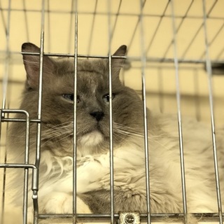 《交渉成立》素敵な飼い主様が見つかりました