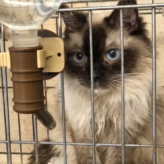 【里親様決まりました。】