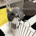 デグー赤ちゃん 1ヶ月半