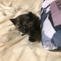 雑種（黒色に少しだけ茶色の毛）