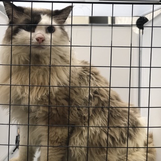 《交渉成立》素敵な飼い主様が見つかりました