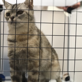 《交渉成立》里親様が決まりました