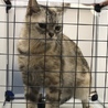 《交渉成立》里親様が決まりました サムネイル2
