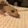 aki7