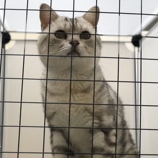 《里親決定》素敵な飼い主様が