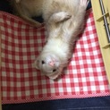 フェレット里親して頂ける方探しております。