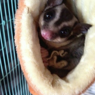 フクロモモンガ（2歳、メス）の里親募集