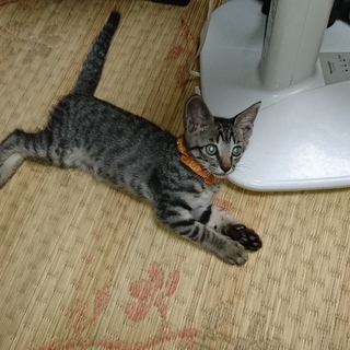 里親さん探してます