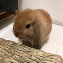 生後約二か月子うさぎ