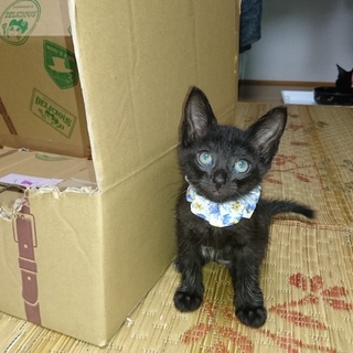 元気な男の子です