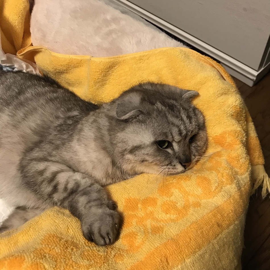 shiroのカバー写真