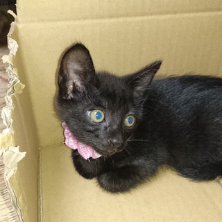 里親さん探してます