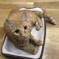 じぇりー