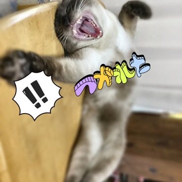 の写真