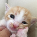 人なつこい茶トラ白　男の子　このくん♪　2.5ヵ月
