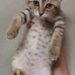 7月28日(土)に愛知県豊川市の譲渡会！