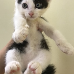 7月28日(土)に愛知県豊川市の譲渡会！ サムネイル2