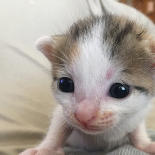 みけしろ　女の子　はなちゃん♪　離乳中