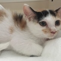 二ヶ月になる雌の猫ちゃん