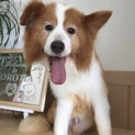 笑顔の可愛いマックス
