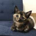 急募 子猫の里親さん募集！
