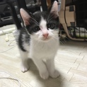 2匹飼える方募集