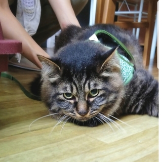 里親決定。ありがとうございます。