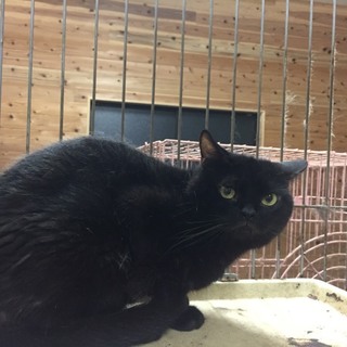 親切な方に探して頂けることになりました。