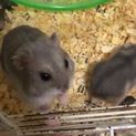 ハムスターの里親募集です
