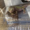もなレオパ