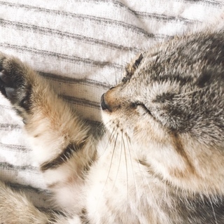 甘えん坊な子猫