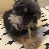 まめ吉