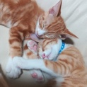 【交渉中】子猫　茶トラ　メス２匹　３ヶ月