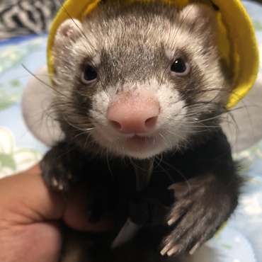 ミツバチさん