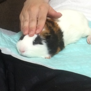 決まりました！