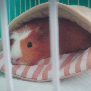 決まりました！