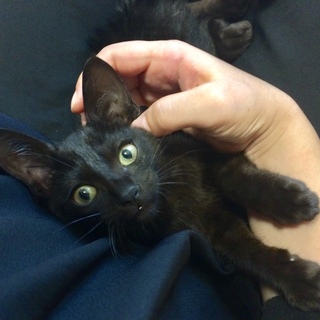 ジジみたいな黒猫女の子。8.7写真追加！